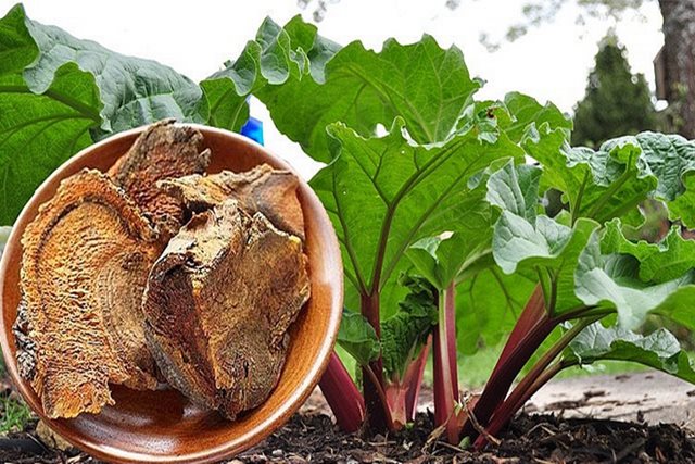 2 bài thuốc Đông y trợ tiêu hóa do thức ăn tích trệ